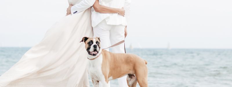 Dog Friendly wedding The Pier House Image