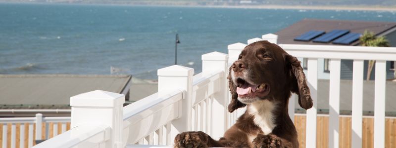 Dog Friendly wedding The Pier House