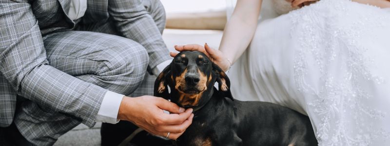 Dog Friendly wedding The Pier House image