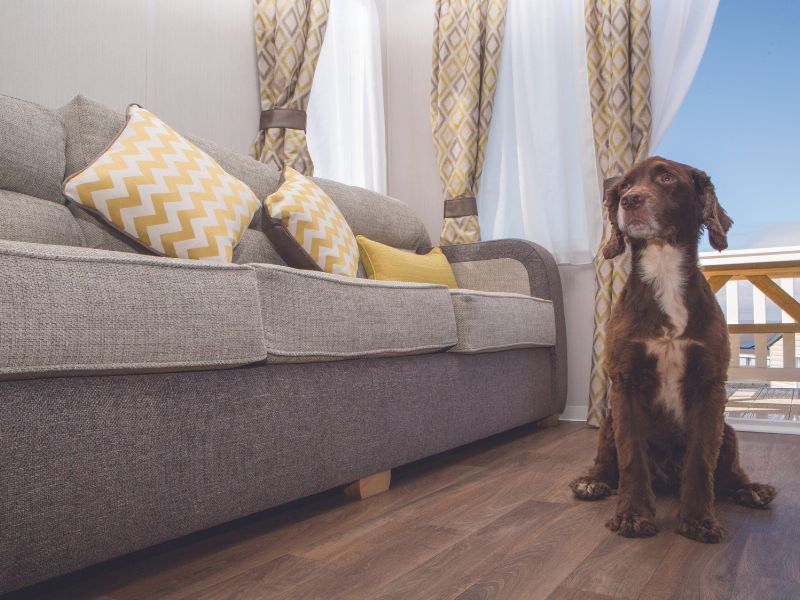 Dog friendly Accommodation Image