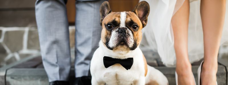 Dog Friendly wedding The Pier House images