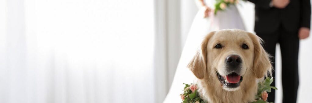 Dog Friendly Wedding Venue Image The Pier House